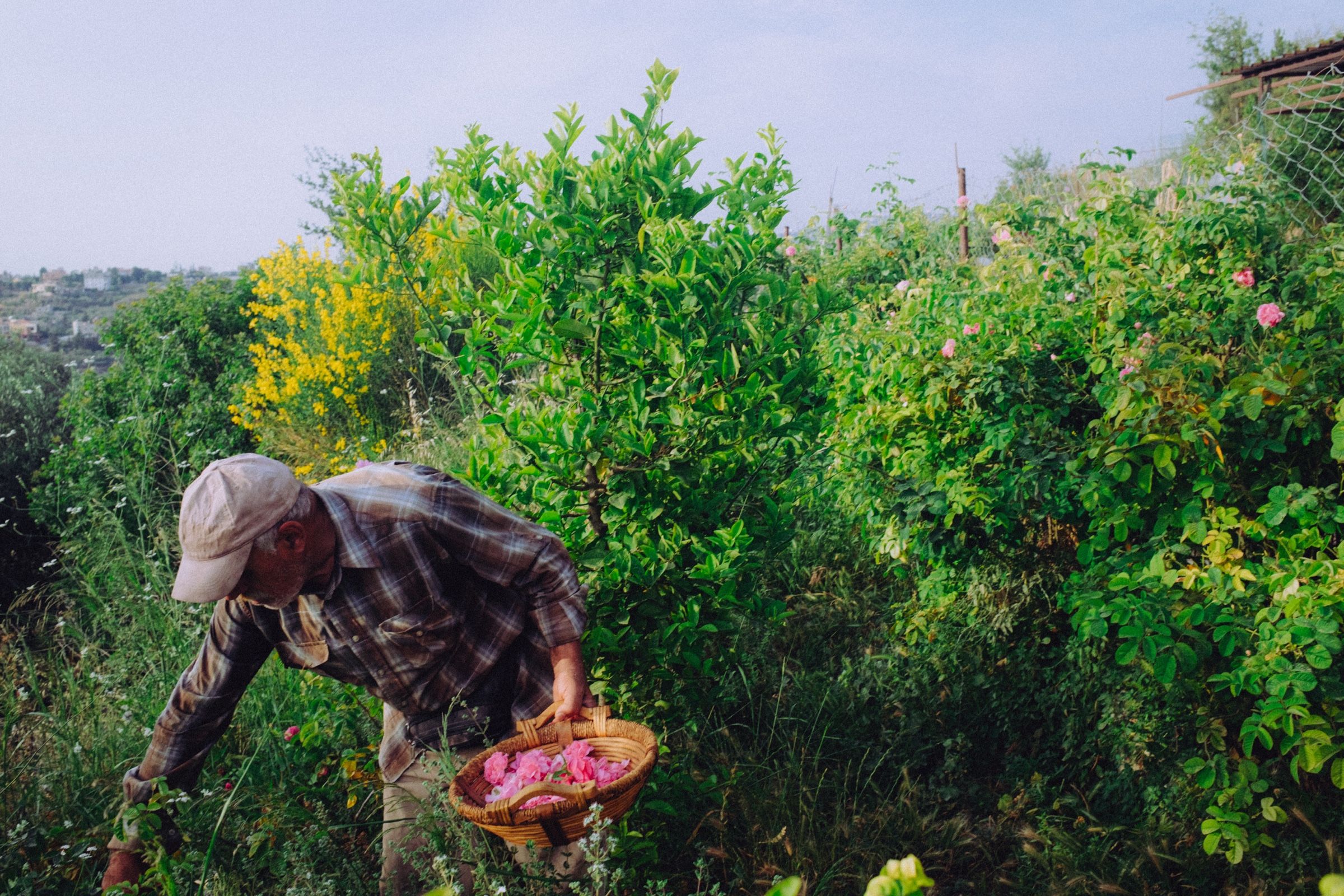 Anis works his way into the green, the basket of roses hanging from one hand, the other down among the stems.