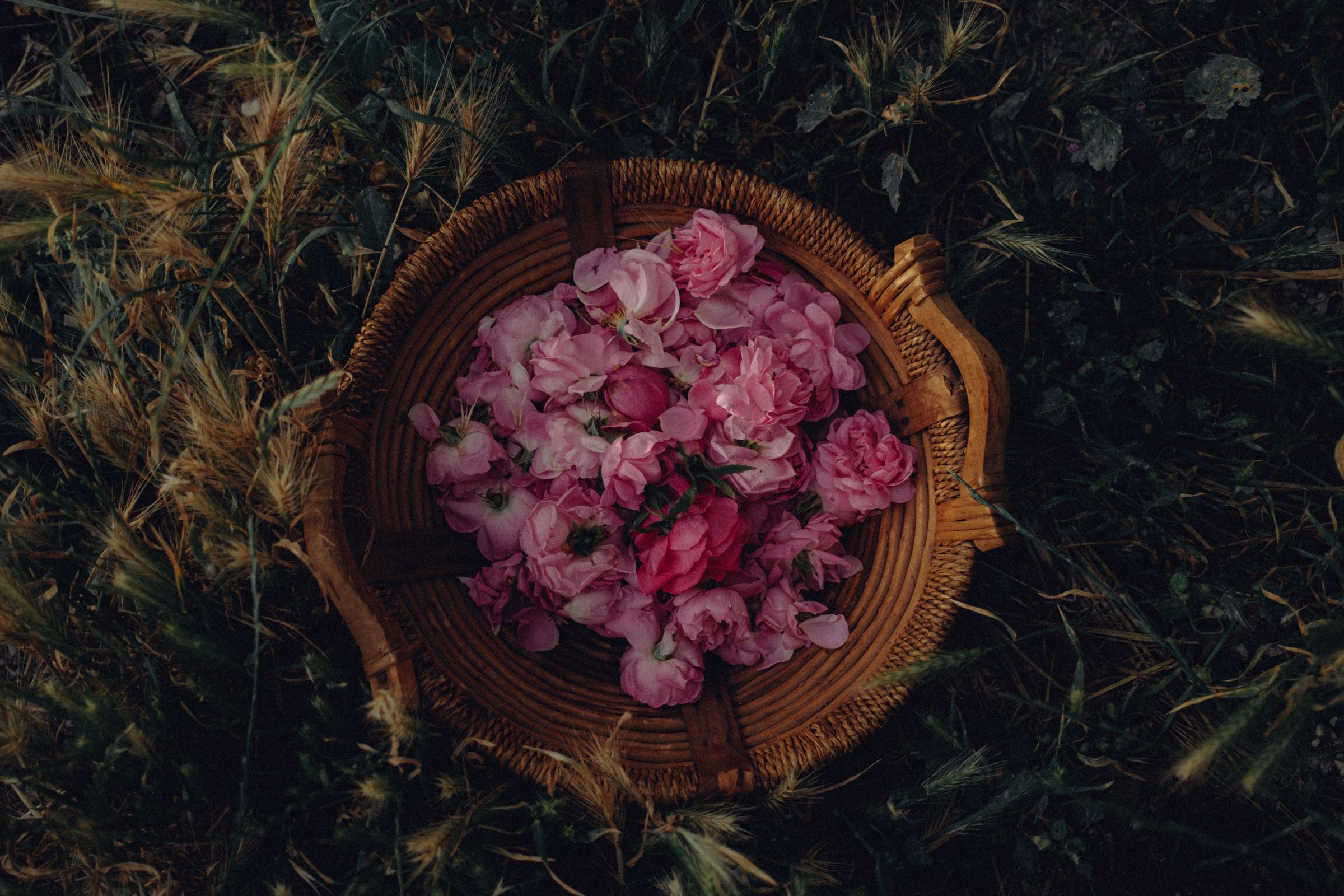 The round basket set down among dry seed heads, seen from above, the evening's roses heaped in the middle.