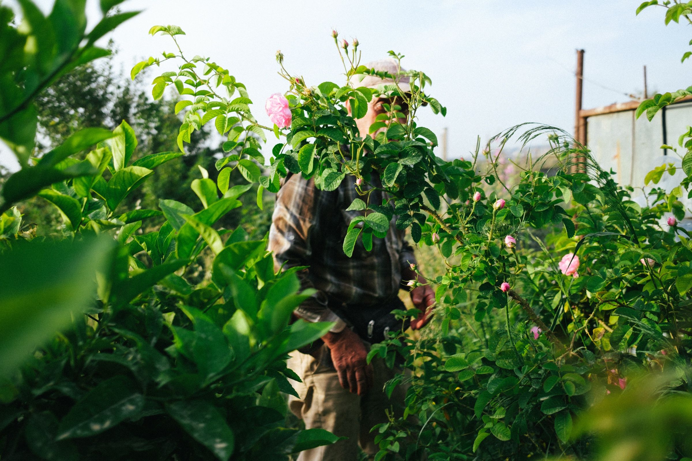 My father's uncle standing deep in the canes, his face behind a branch of roses still in bloom, one hand at his side.