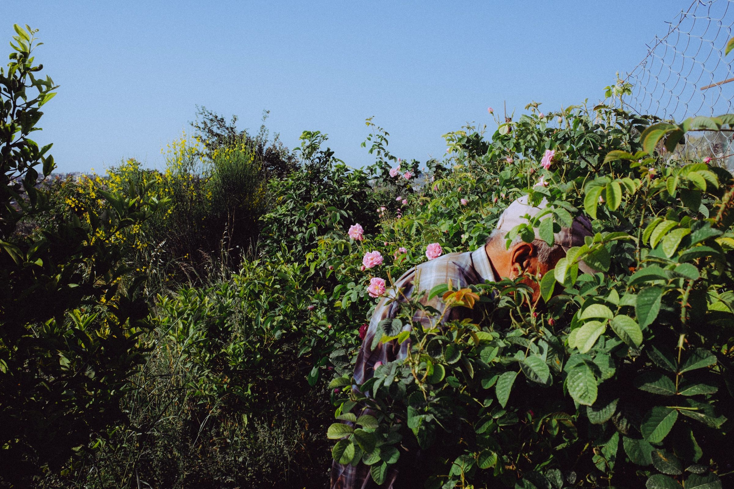 Anis has gone so far into the roses that only his cap, his shoulder and half his face still show.