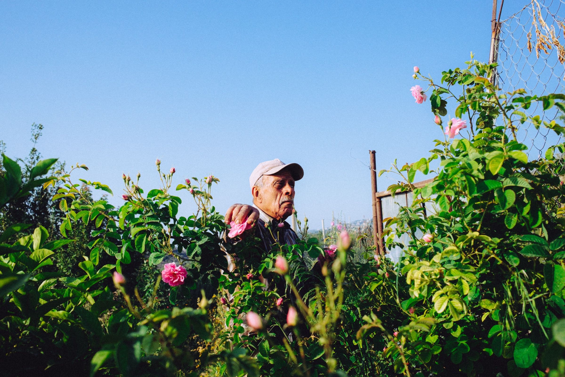 Anis stands with his head and shoulders above the row, one hand closed around a bloom, nothing behind him but blue.