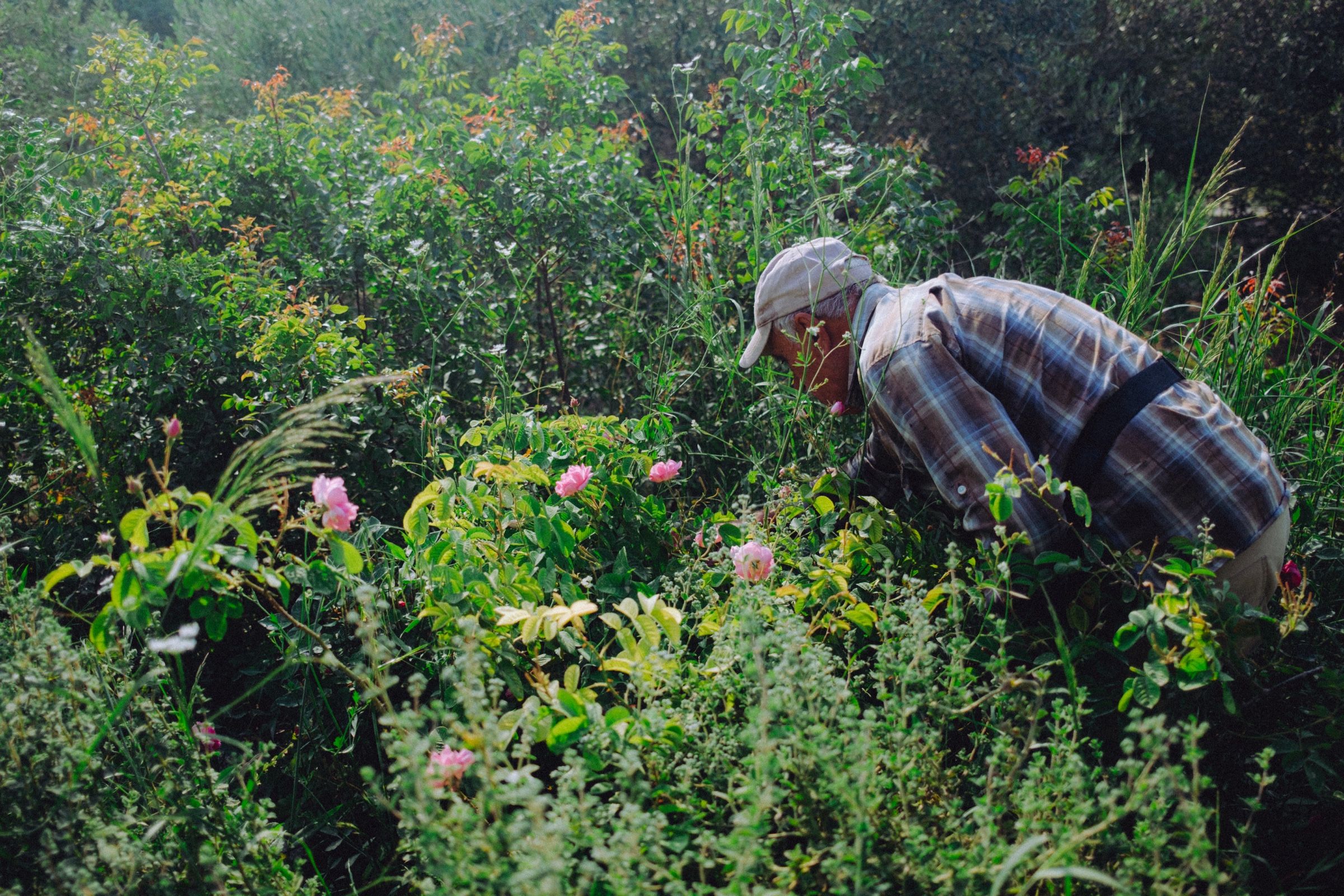 Anis bent low into the overgrown bushes with his back to me, the roses coming up around him on every side.