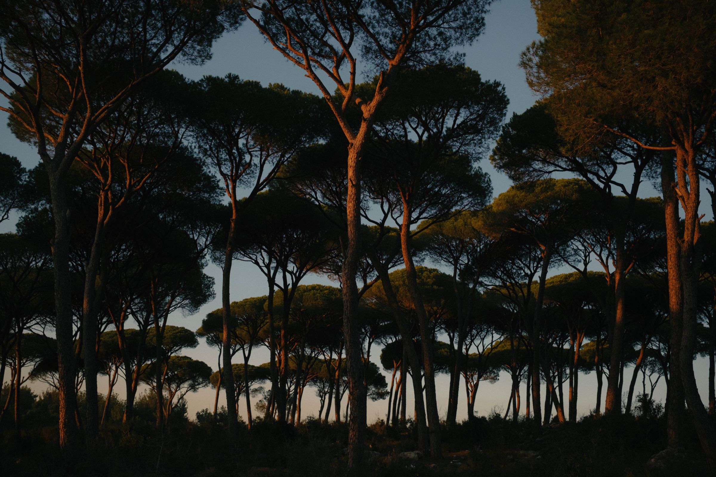 A Landscape of pine trees at sunset in the town of Joun, Lebanon, 2024.