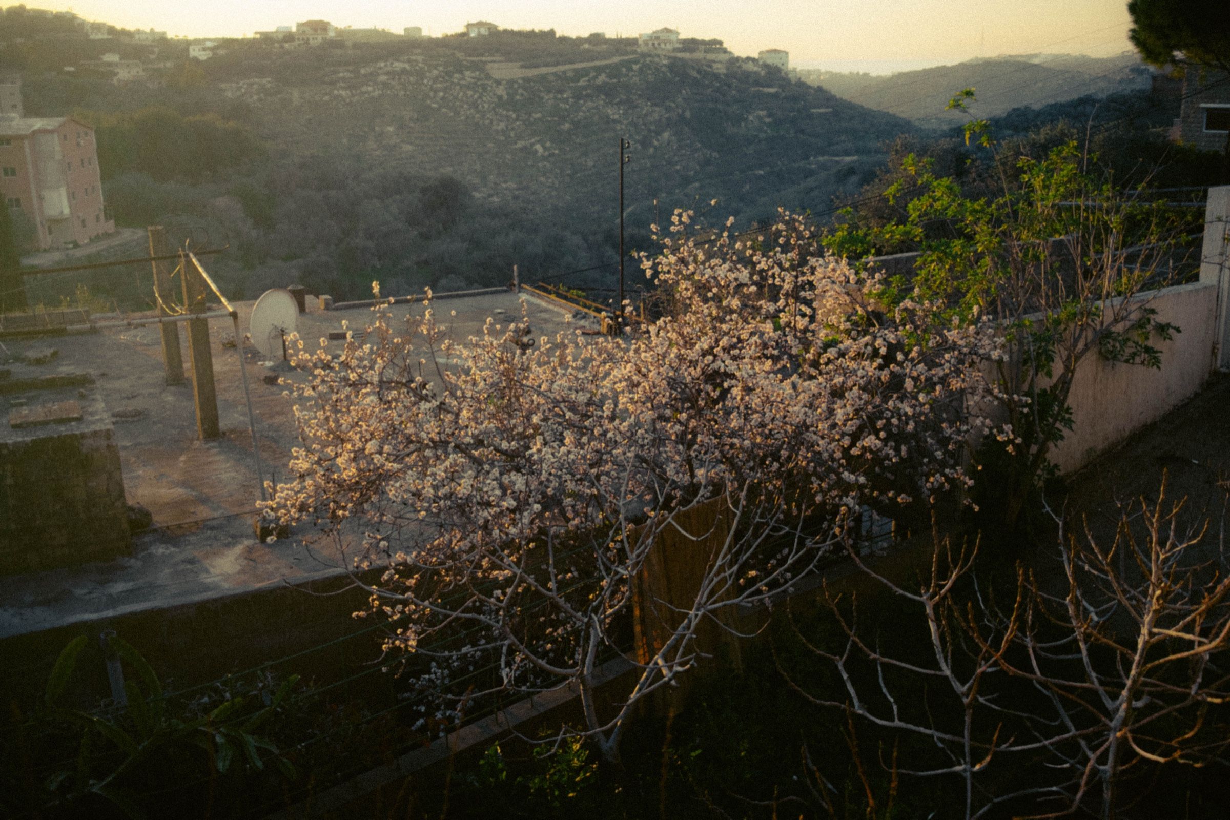 A tree blossoming during spring season in the town of Joun, Lebanon, 2024