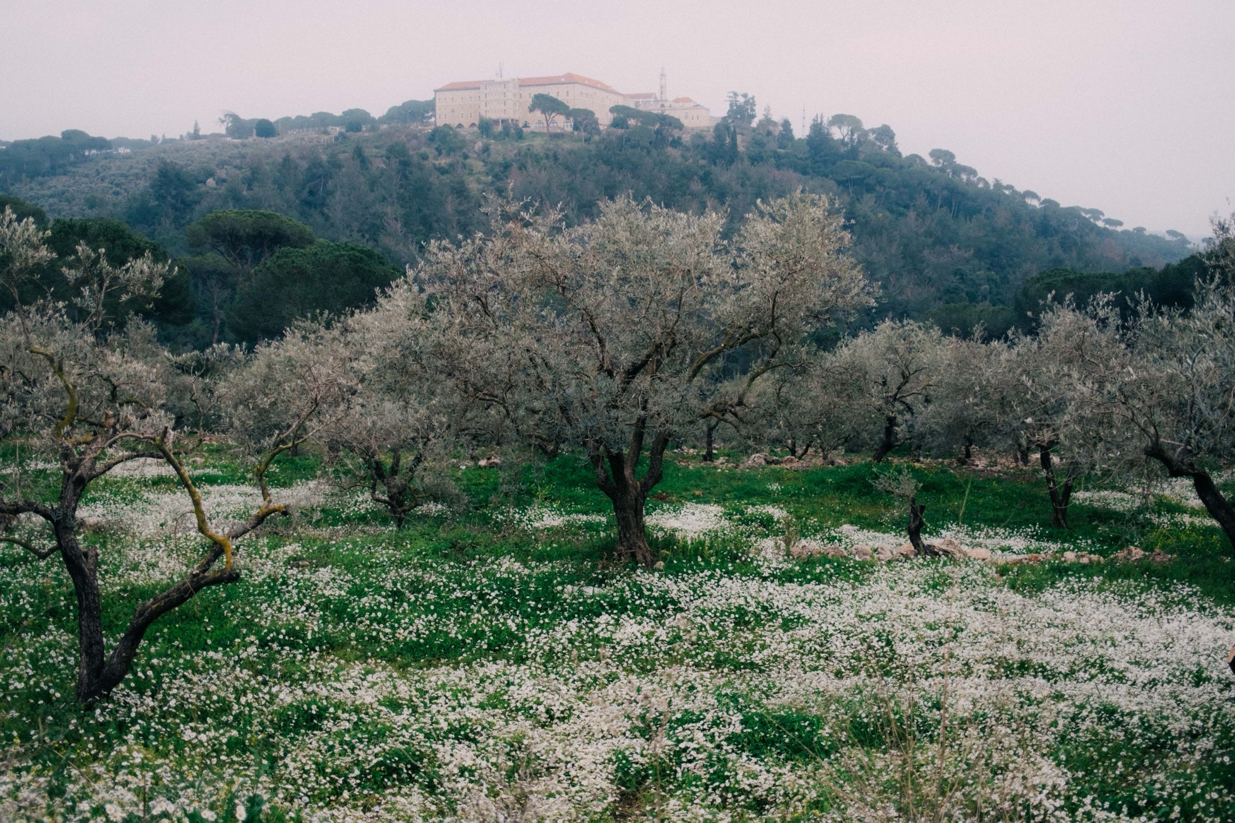 Olive trees in wildflowers, Joun — Colored Air
