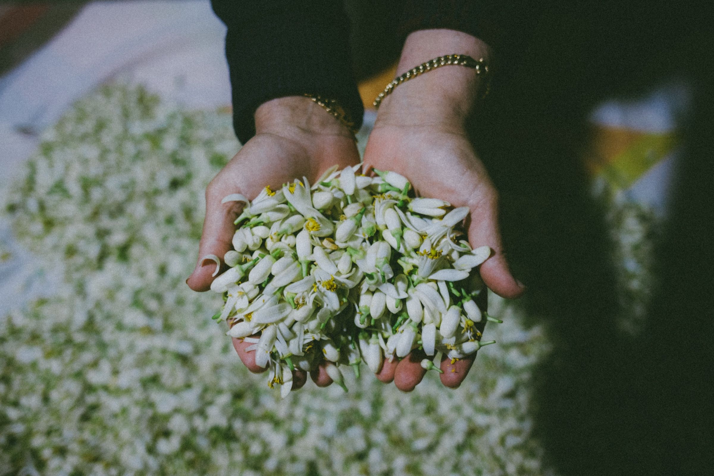 My uncle's wife holding a bunch of orange blossom in her palms during orange blossom season in the town of Joun, Lebanon, 2024.