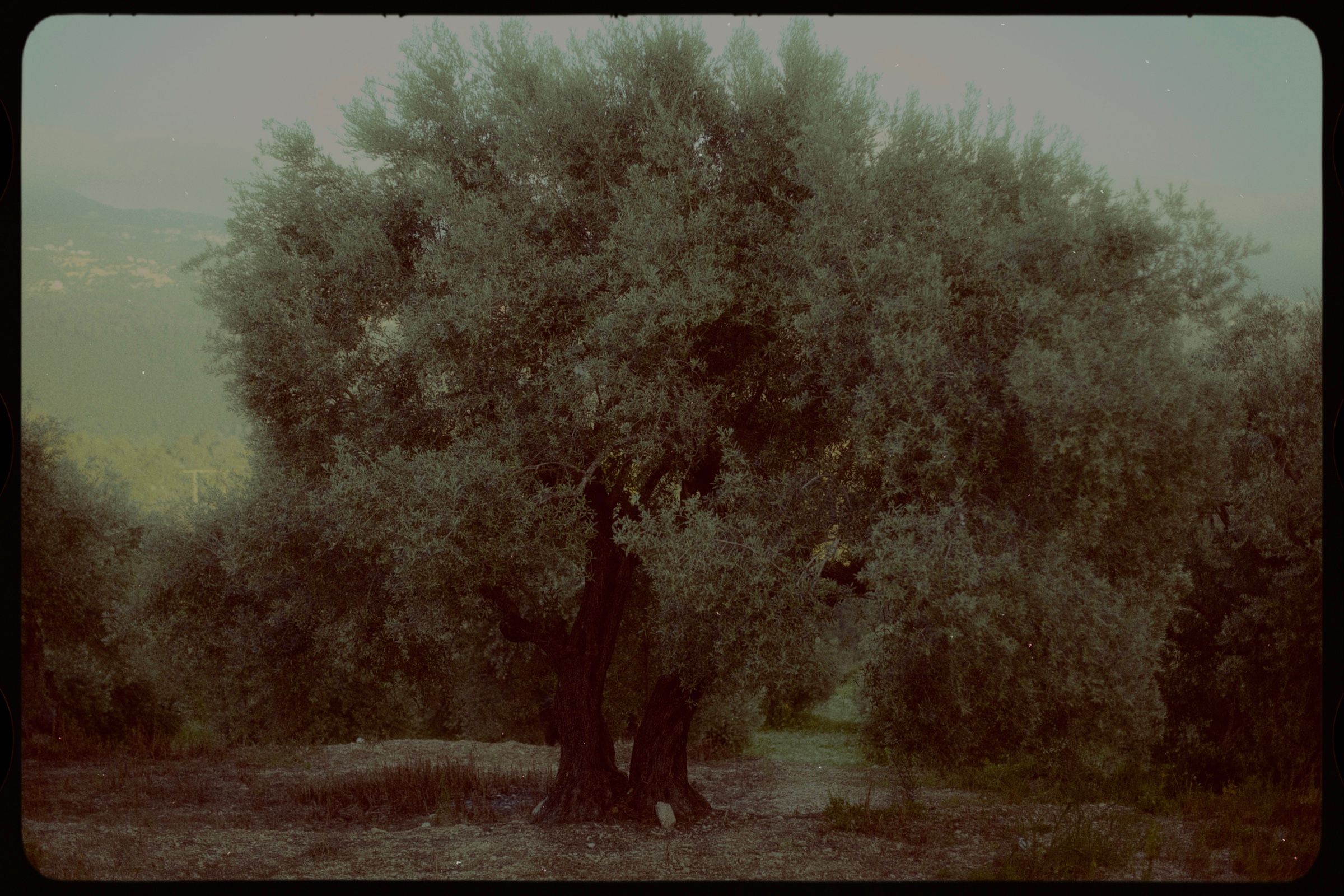 An olive tree at dusk, the far hills fading behind it. The town of Joun, Lebanon, 2026.