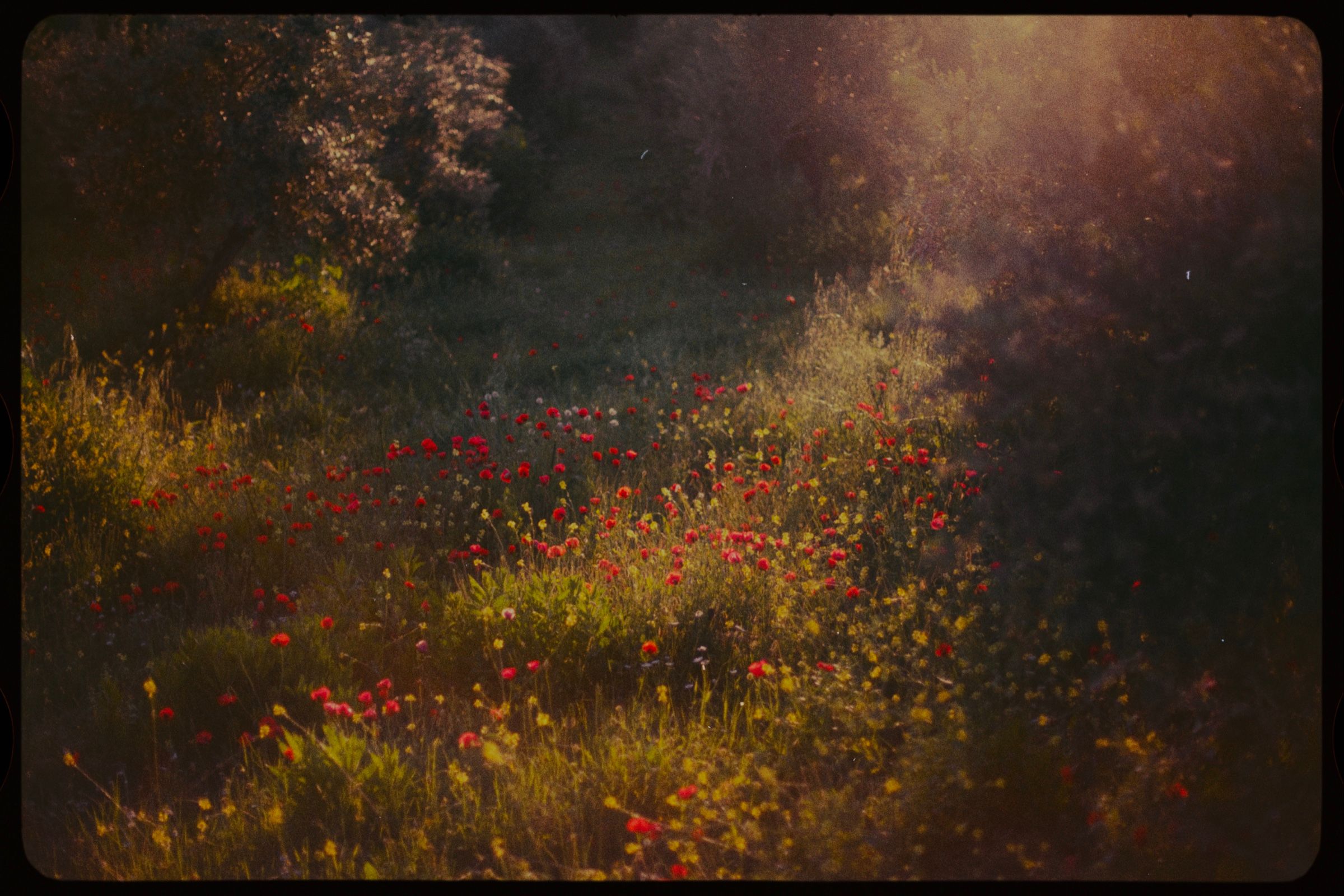 Poppies and wildflowers in the last light beneath the olive trees. The town of Joun, Lebanon, 2026.