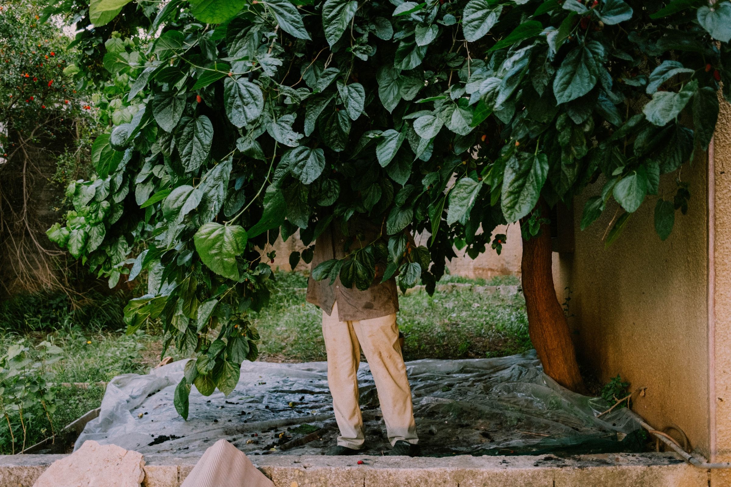 My father’s uncle behind the big mulberry tree, picking its fruit, 2025.