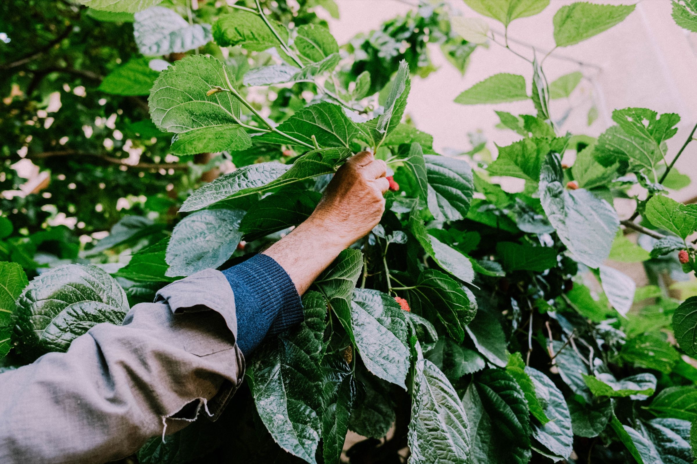 My father’s uncle reaching for the mulberry fruit, 2025.