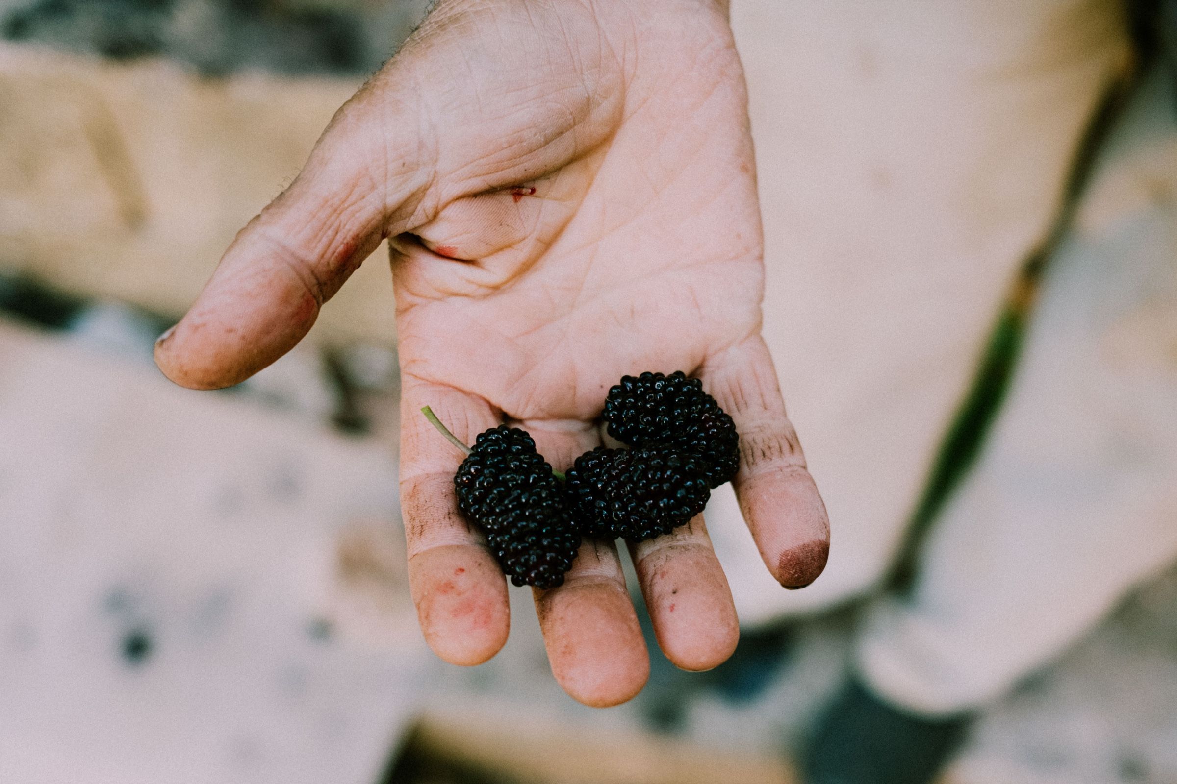 Khalil's hands — The Season of the Mulberry