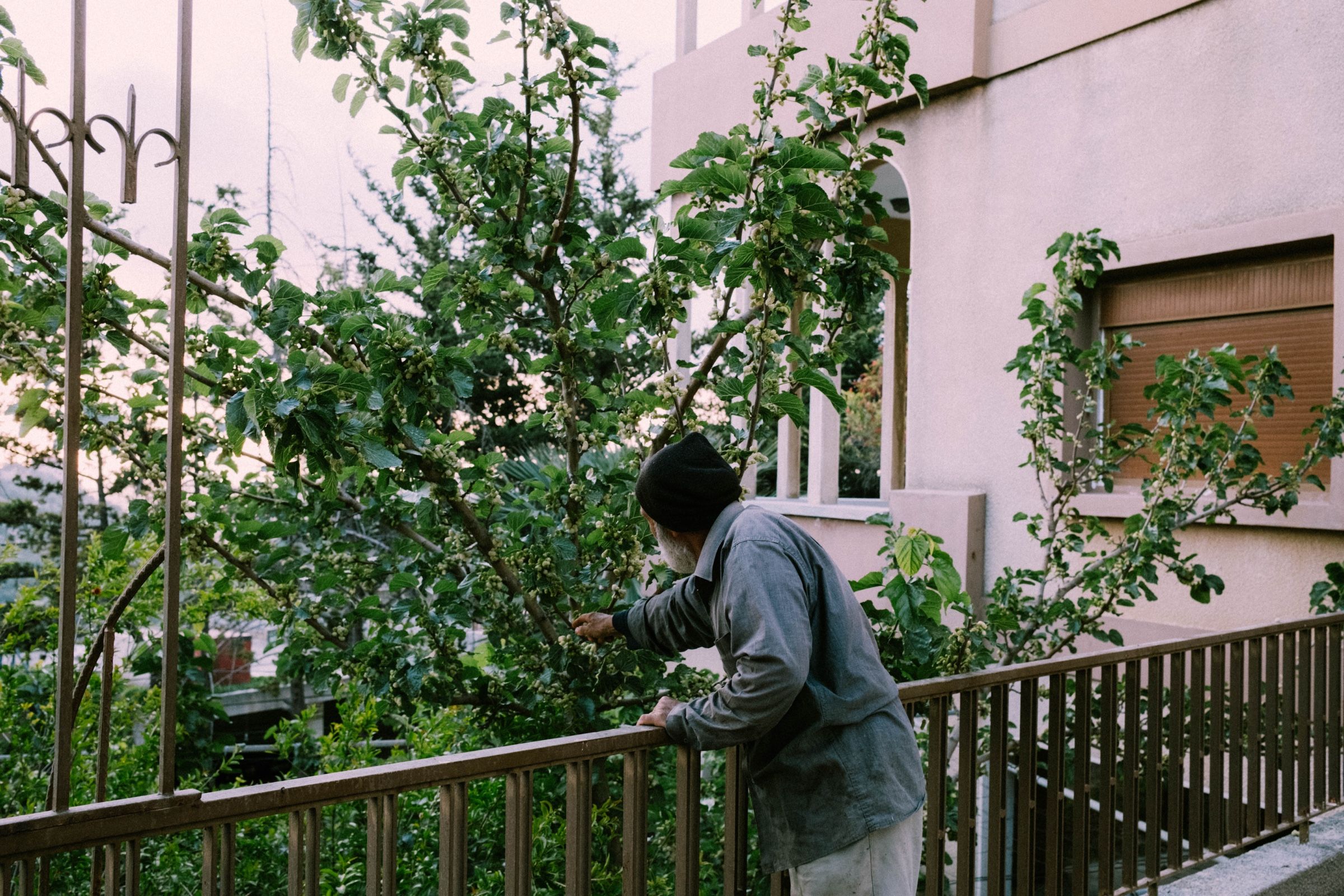 Khalil reaching up to gather the ripe mulberries, 2025.
