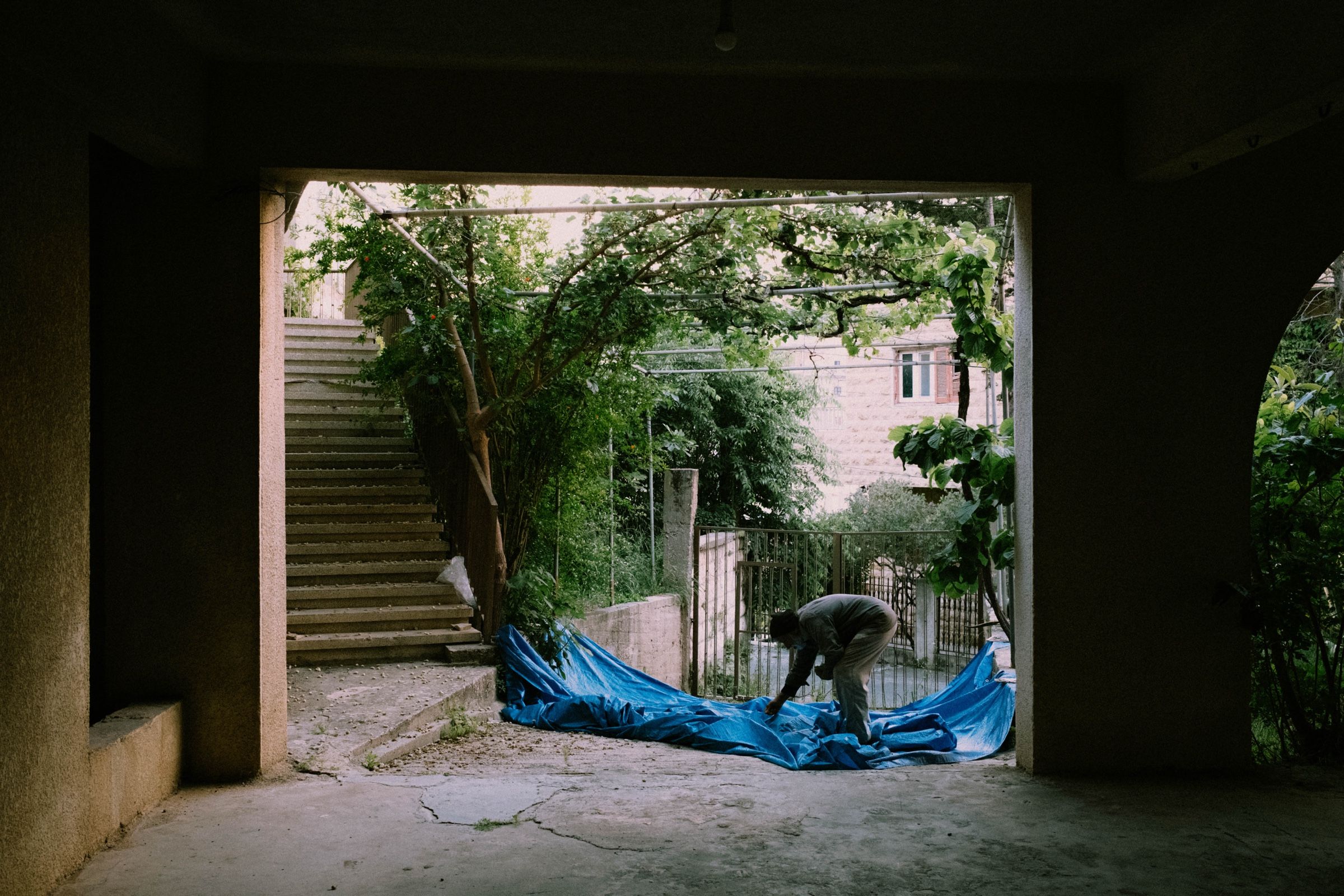 Khalil bends toward the ground, where he laid a big blue cloth under the tree to catch the ripe mulberries. Then he carefully picks them up from the cloth, 2025.