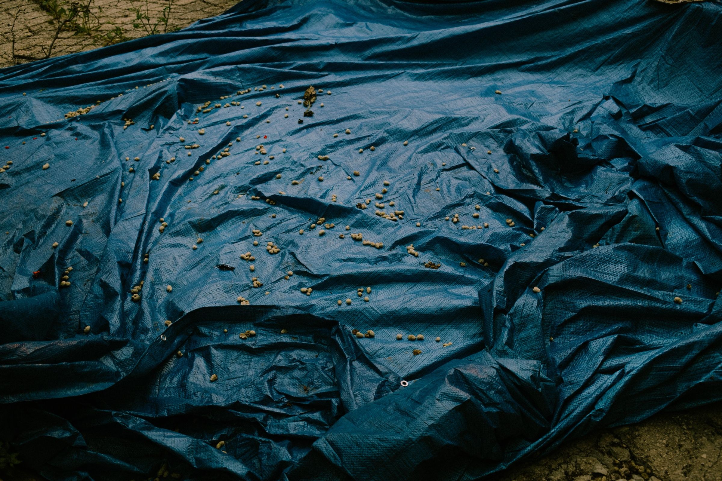 The blue cloth laid out under the mulberry tree, filled with the season’s ripe fruit, 2025.