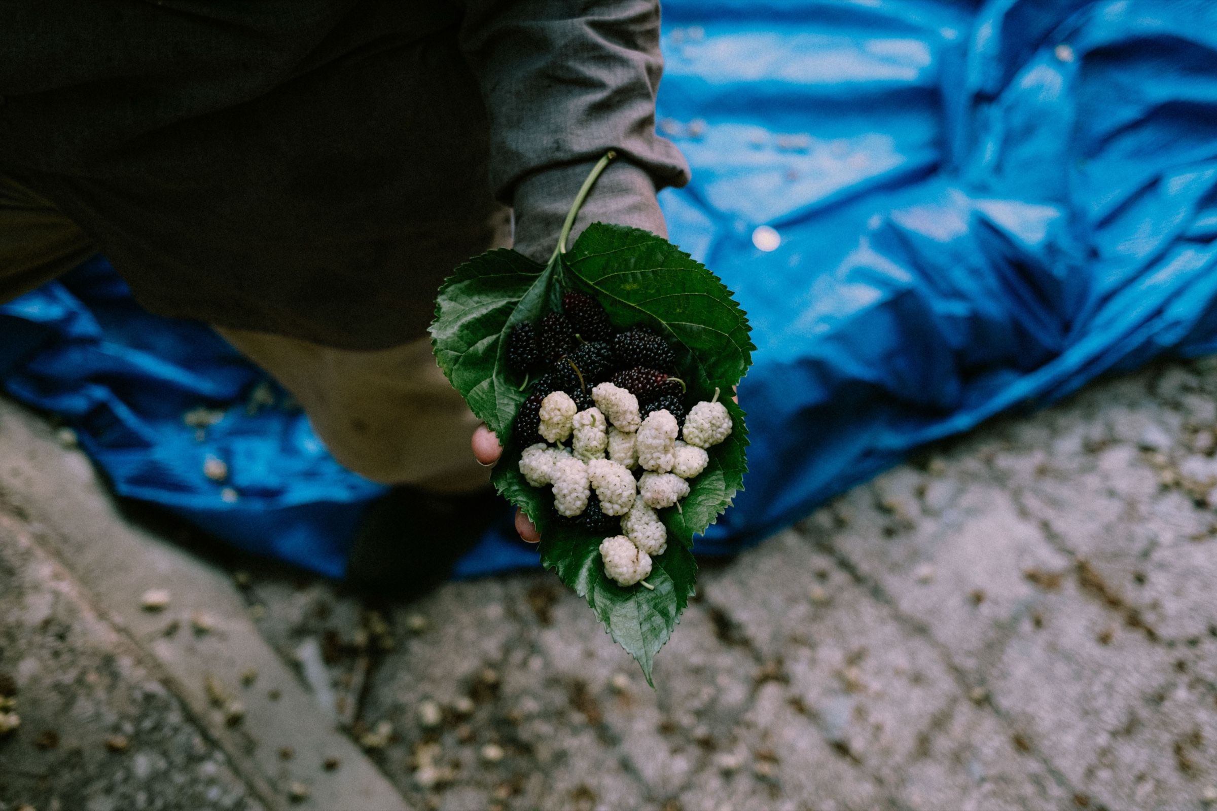 White and black mulberries — The Season of the Mulberry