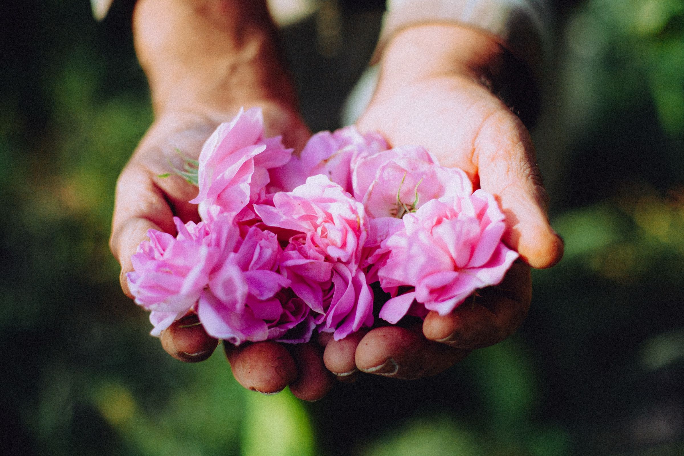 Both hands full of pink roses — When Roses Bloom