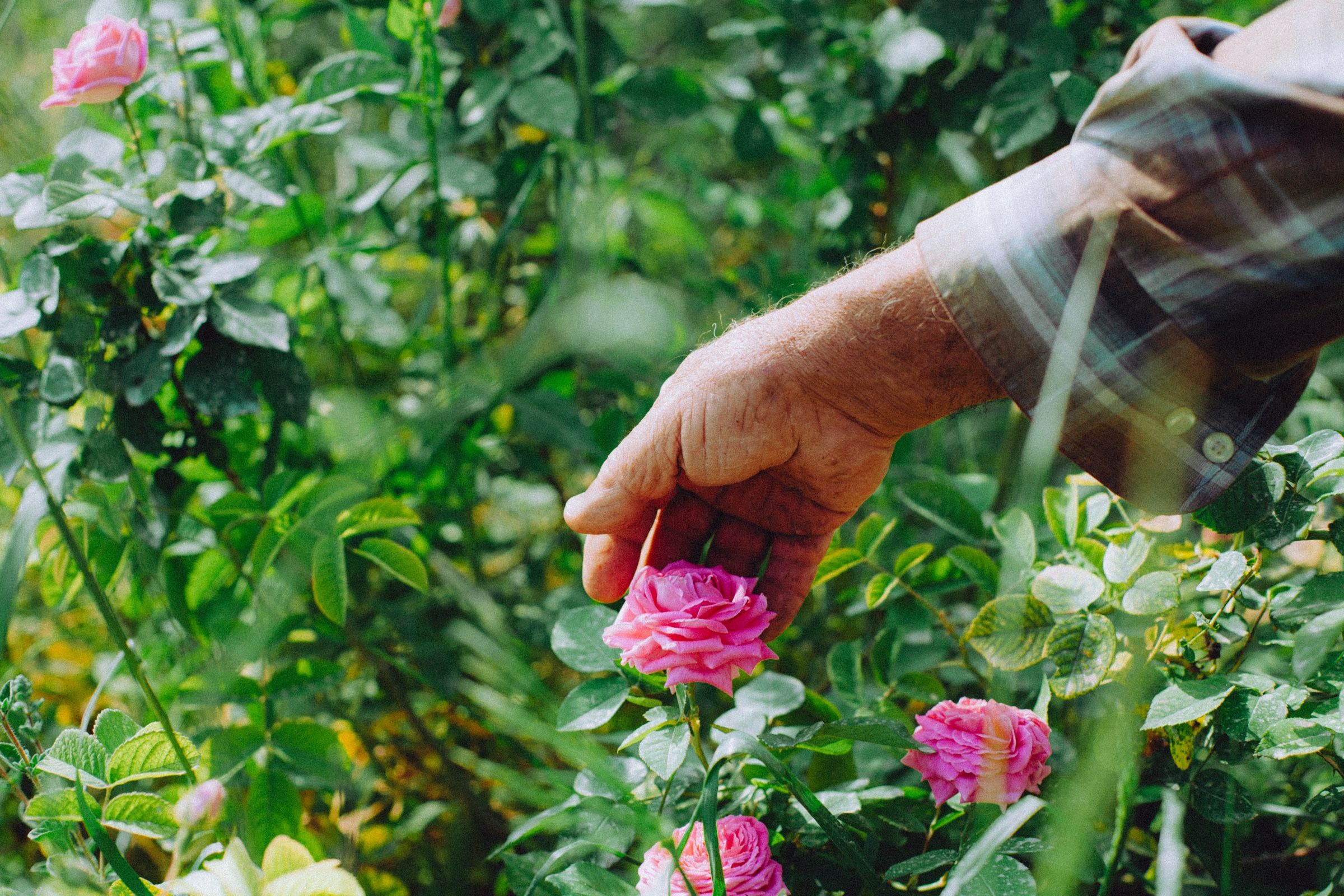 Anis's hand comes down through the leaves, the plaid sleeve rolled back, open just above a rose in full bloom.
