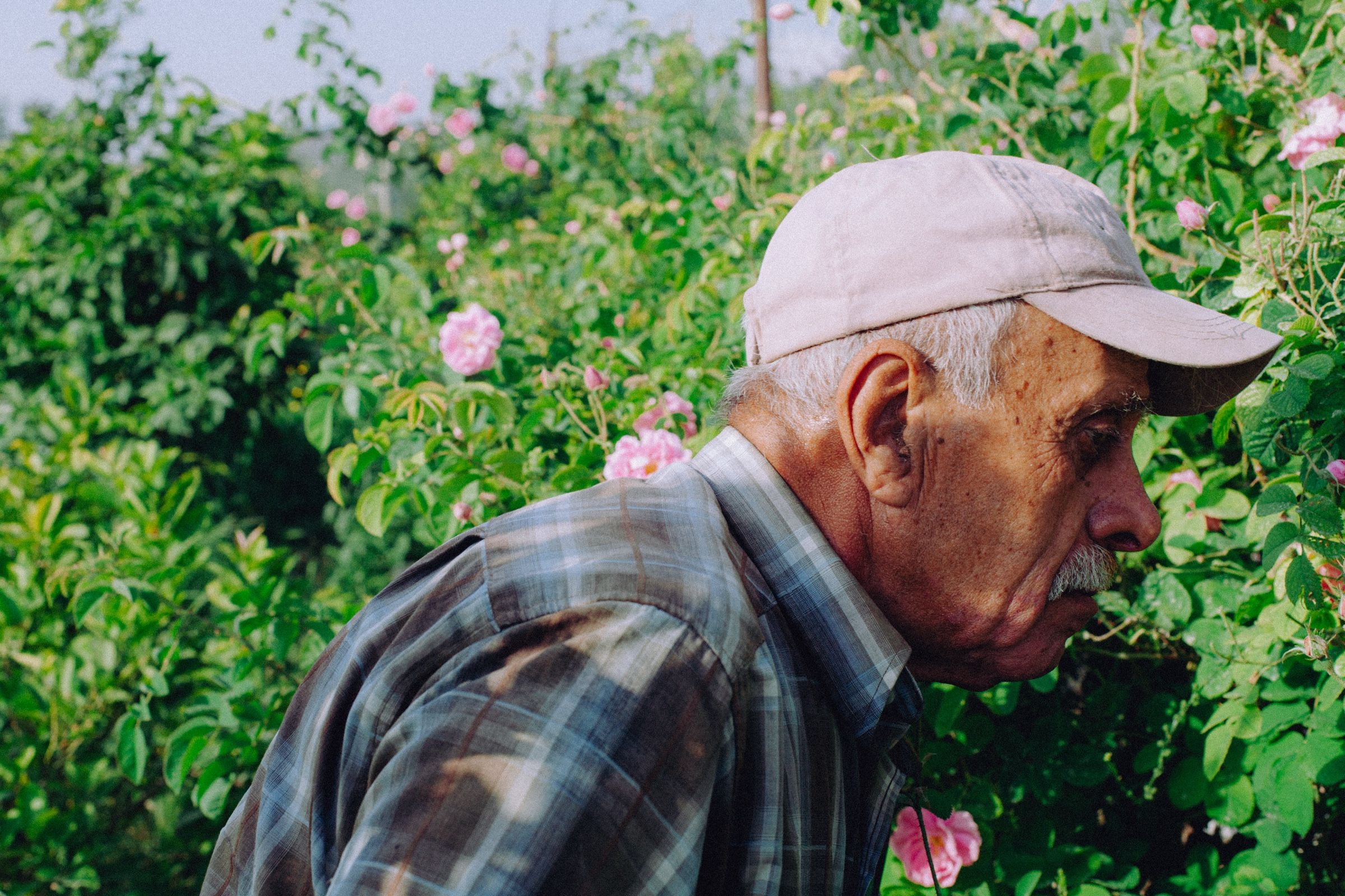 My father's uncle Anis close in profile, leaning forward under his pale cap, the bushes in flower behind him.