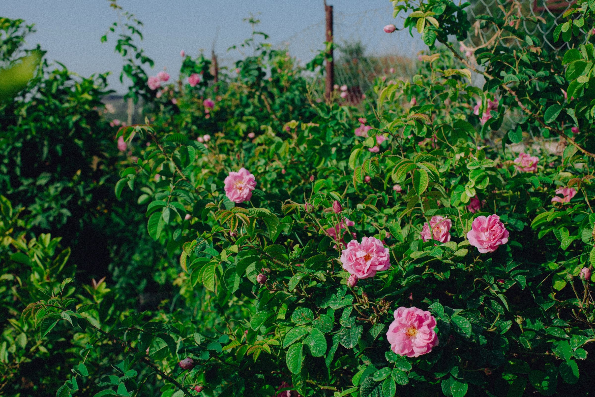 Pink roses open all across the bank of bushes, the chain-link fence and the pale hills behind them.