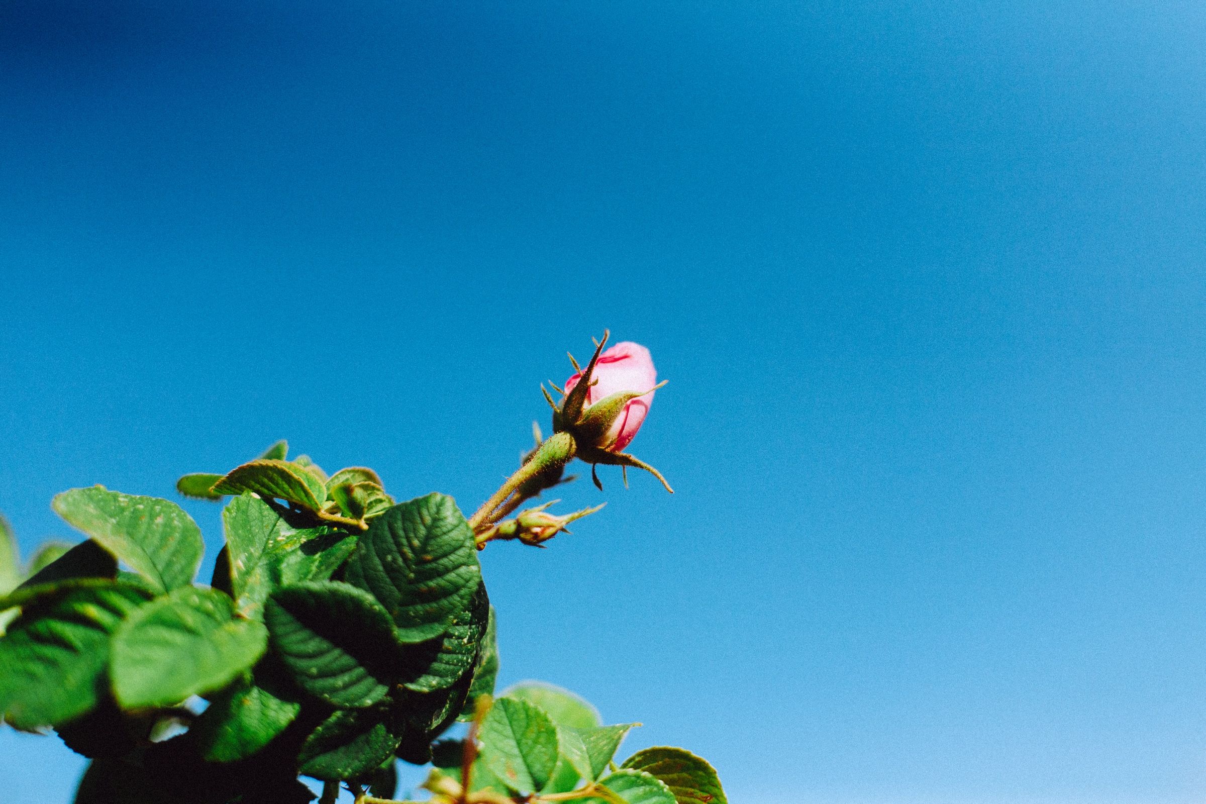 One bud still closed at the end of its stem, standing up into a sky with nothing else in it.