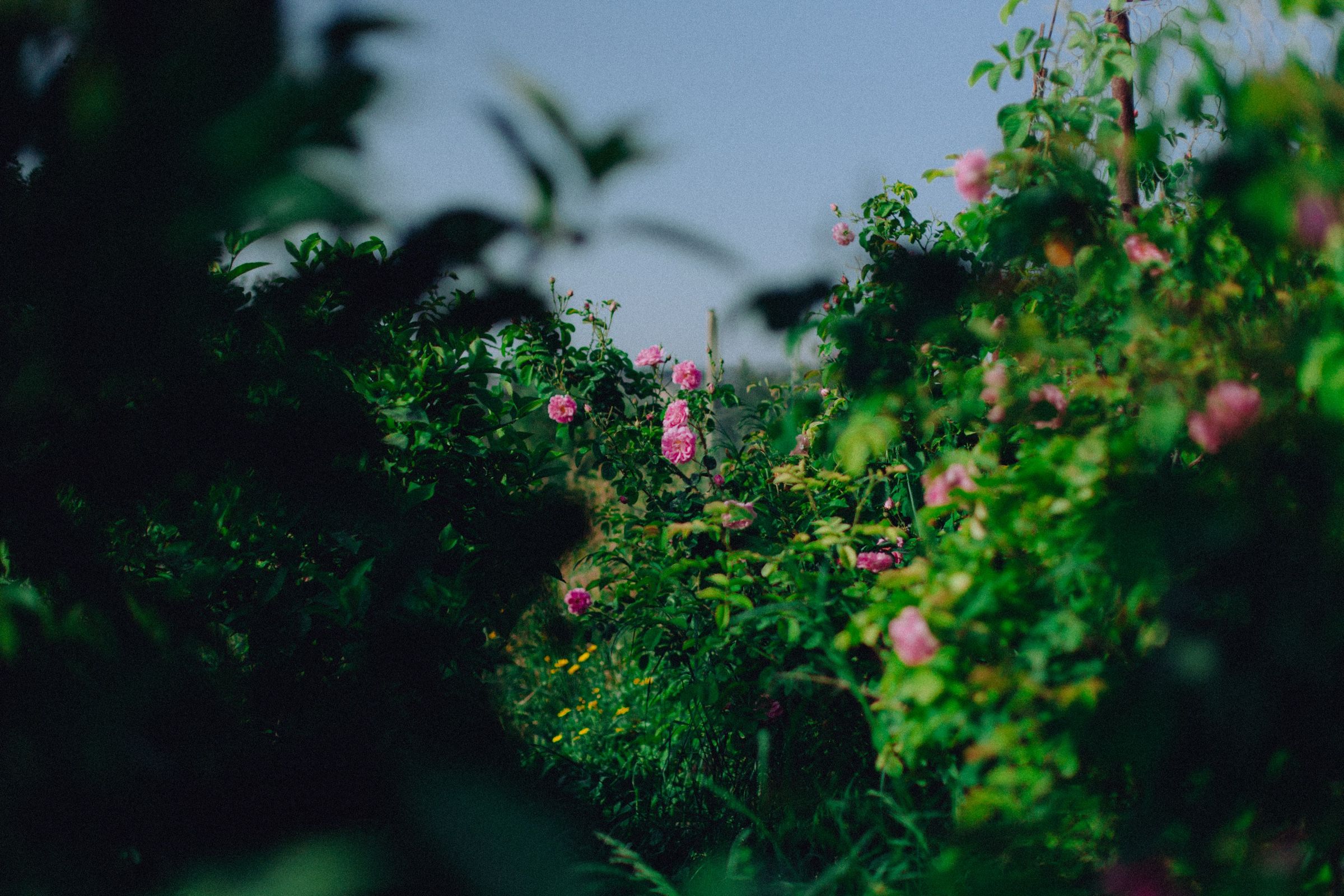 The row of roses at dusk, the flowers going dark in the leaves, a narrow path opening between them.