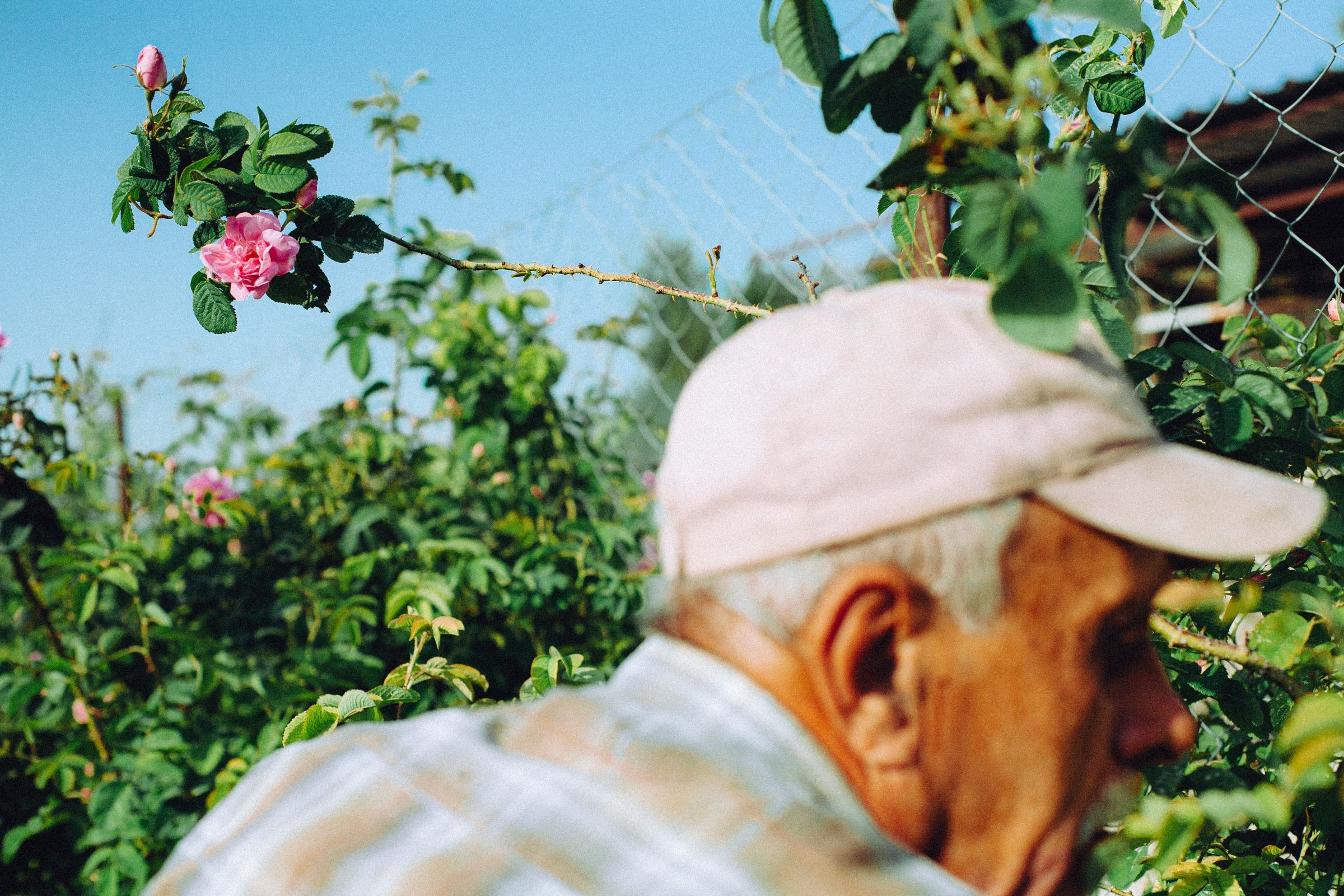 Anis close to the lens in his pale cap, head lowered, a sprig of roses sharp against the blue beyond him.