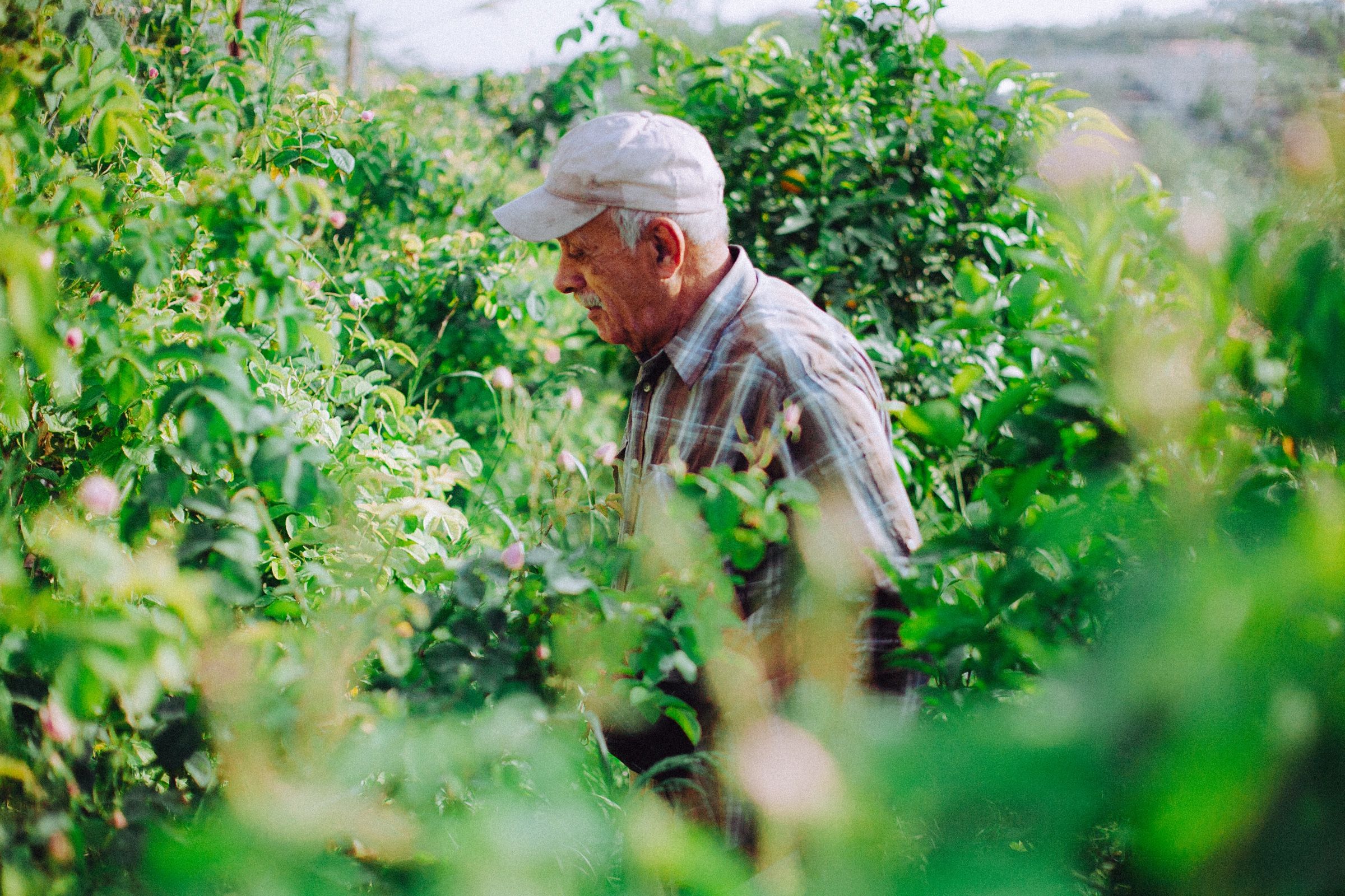 Anis moving along the row with his head down, seen through the leaves of the bush in front of me.
