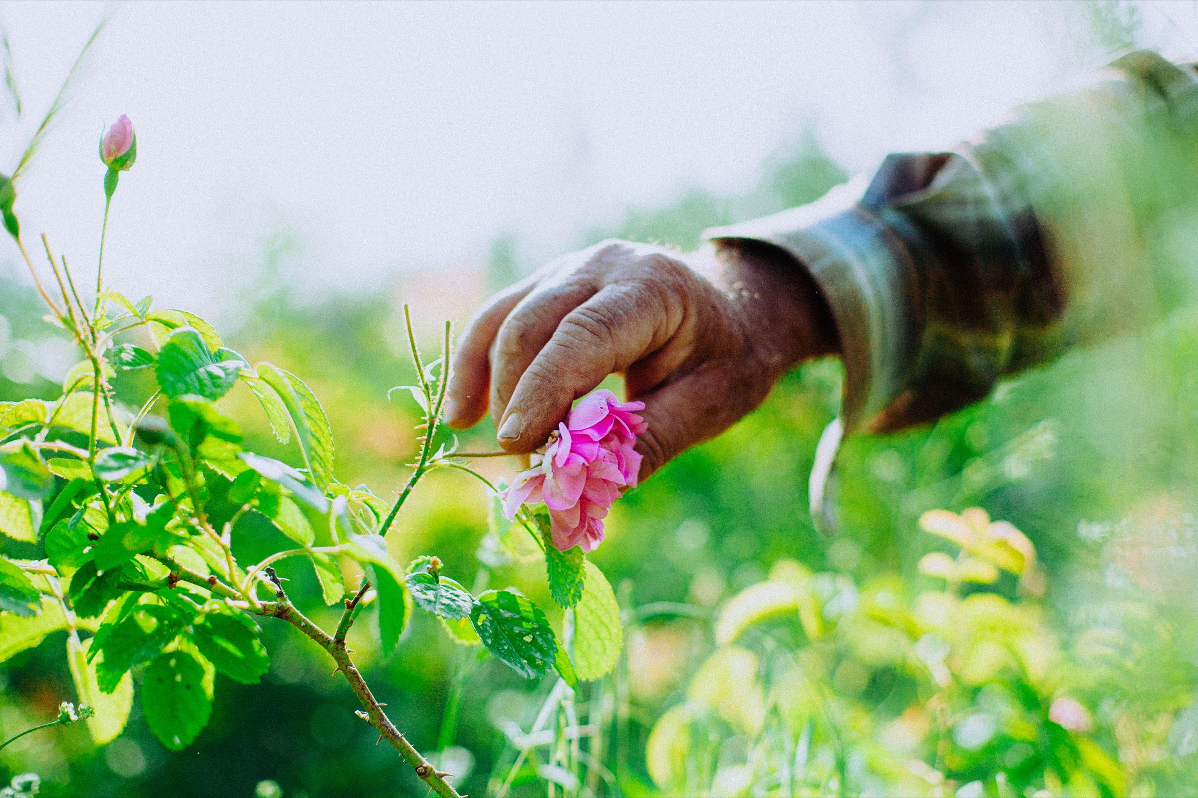 Anis taking a rose — When Roses Bloom