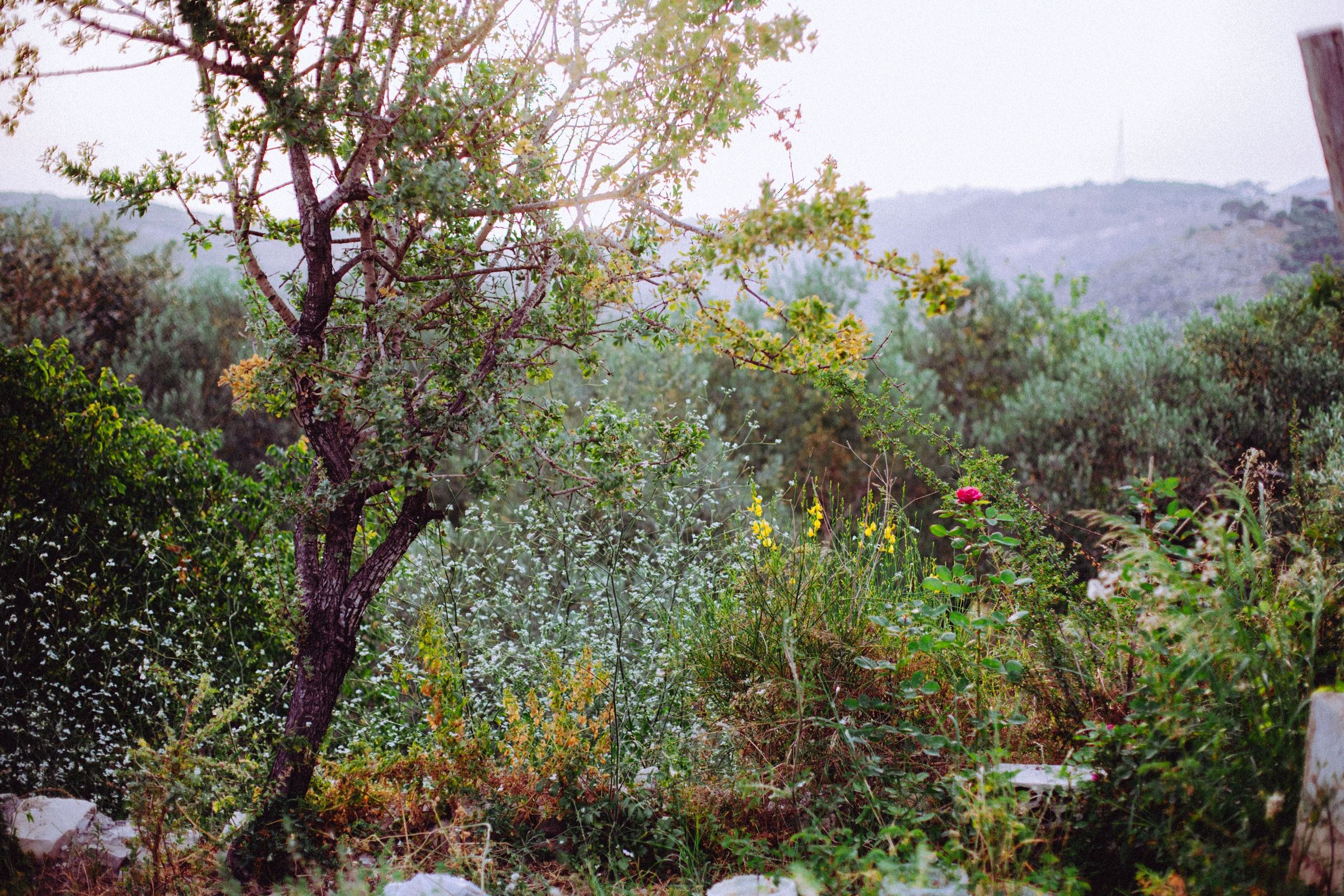 One red rose out at the edge of the garden among the olive trees and wild grass, the hills going pale behind.