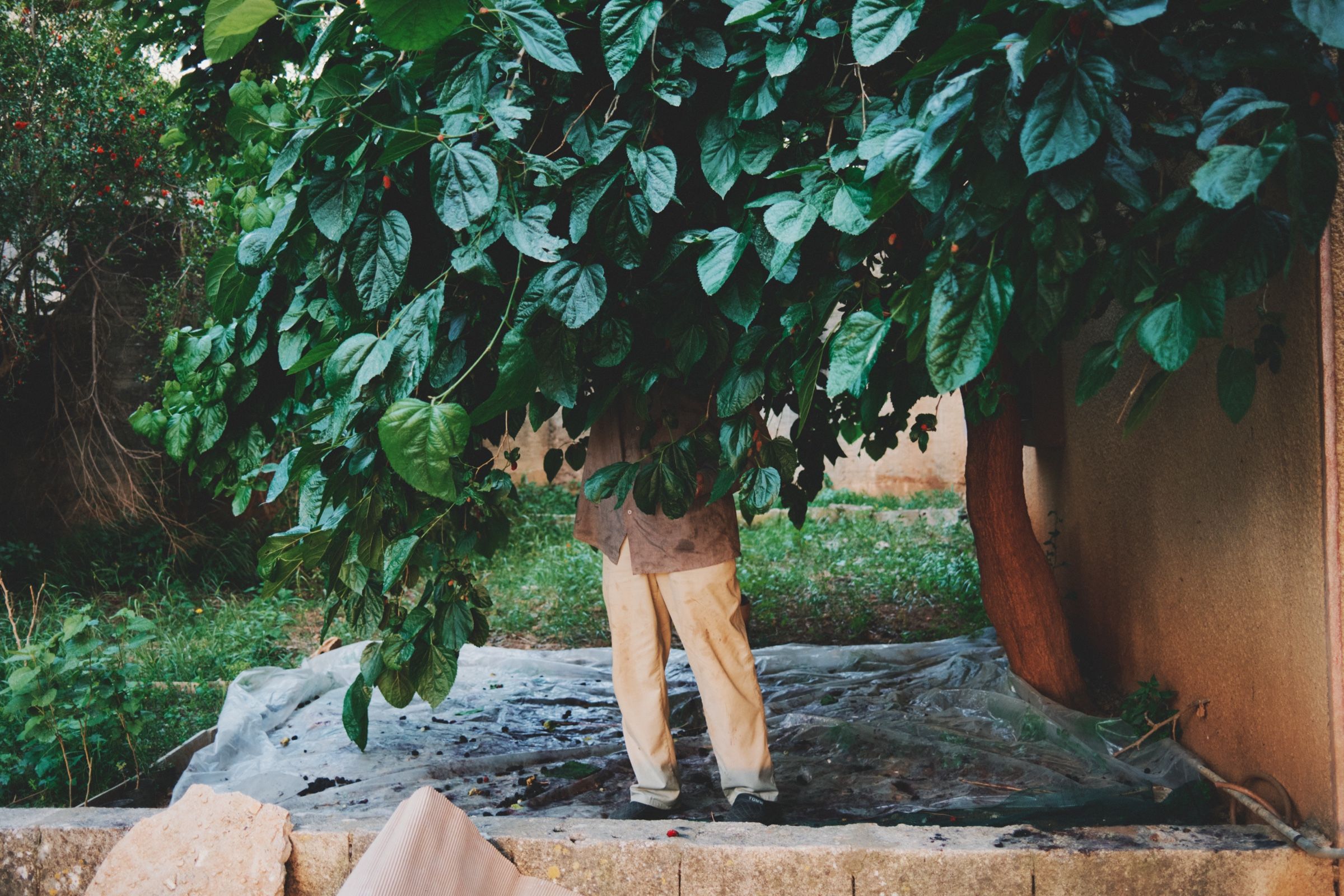 A man harvesting mulberries, Joun — Before It Disappears