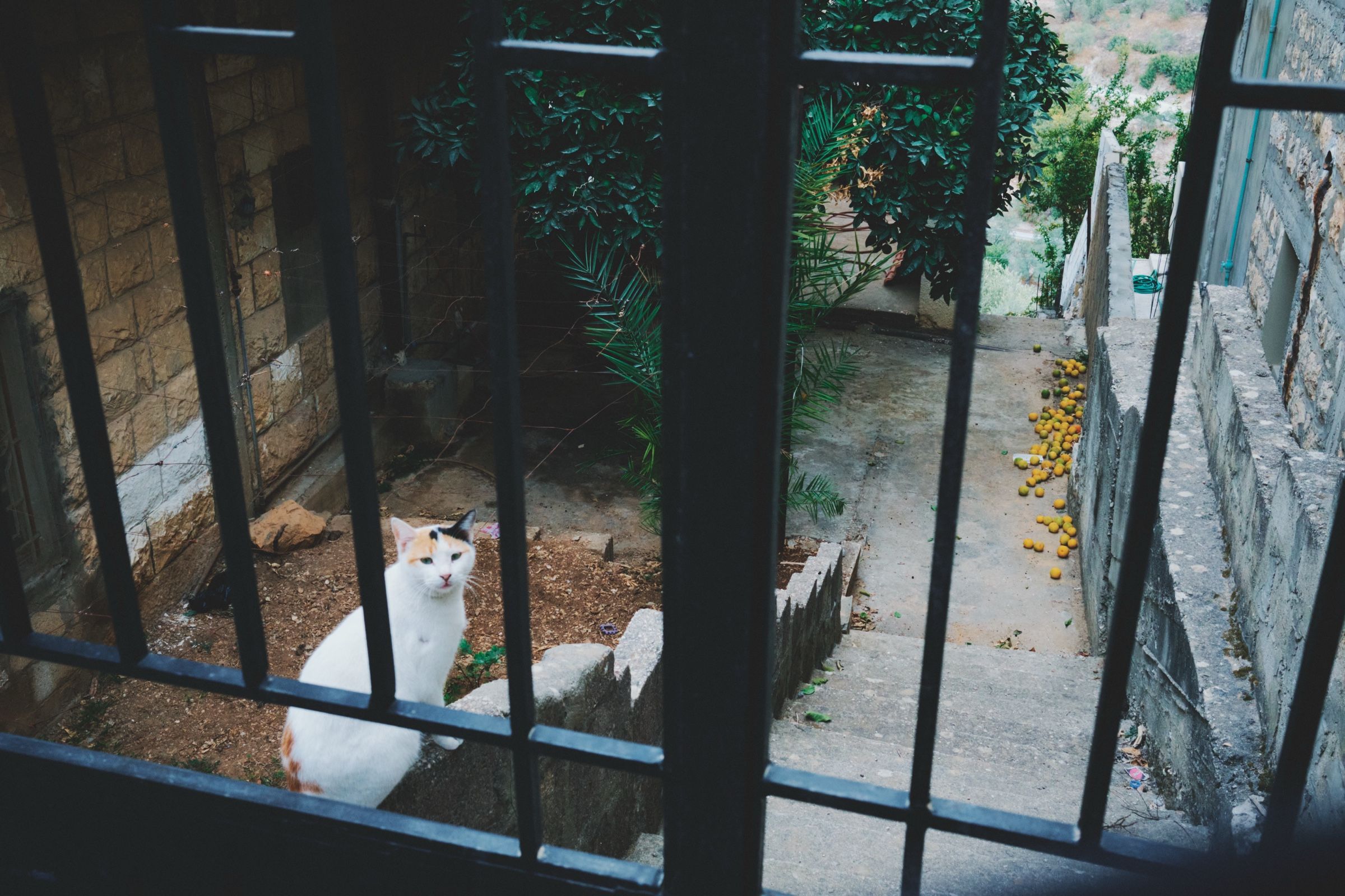 A stray cat sits inside an abandoned house in Joun, near a staircase that leads to an orange tree with fallen fruit scattered on the ground. The town of Joun, Lebanon, 2025.
