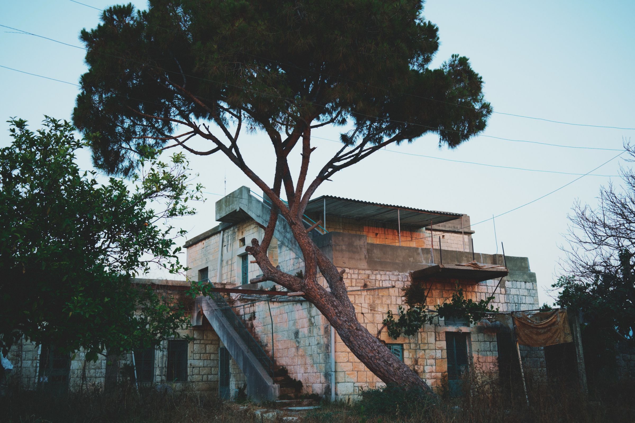An old abandoned house in Joun, with a large pine tree growing in front of its entrance. The town of Joun, Lebanon, 2025.