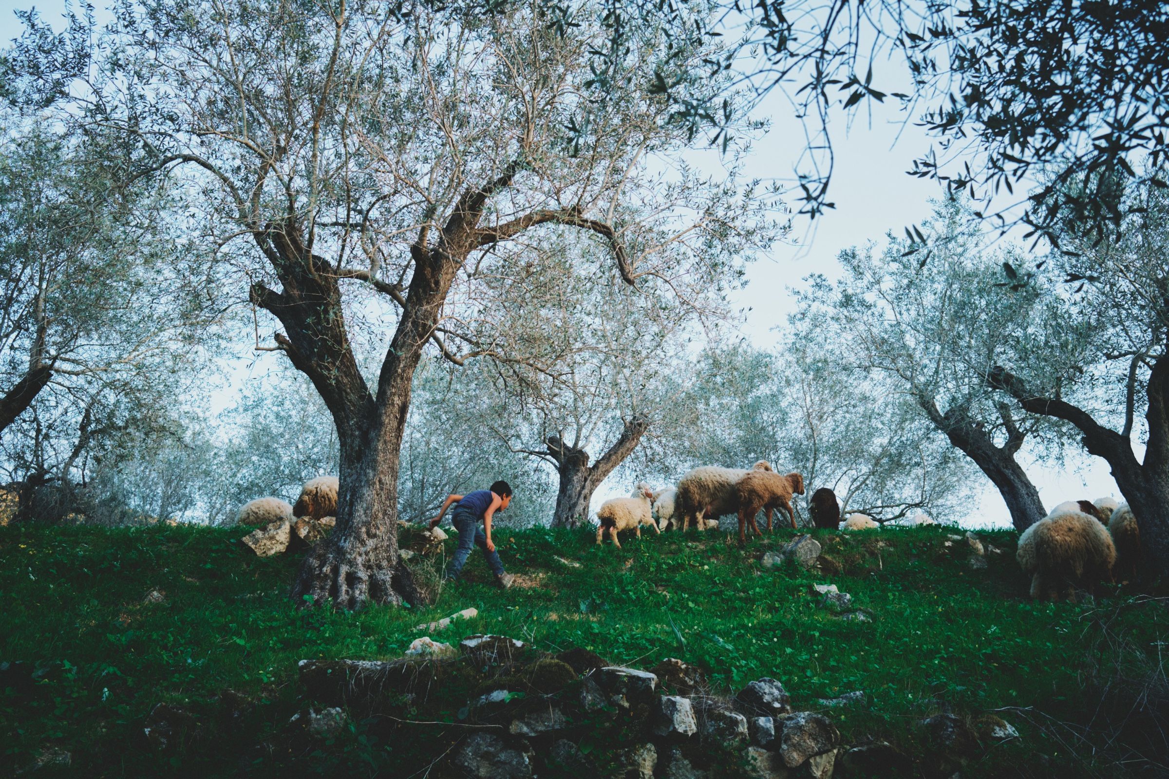 A boy with his sheep, Joun — Before It Disappears
