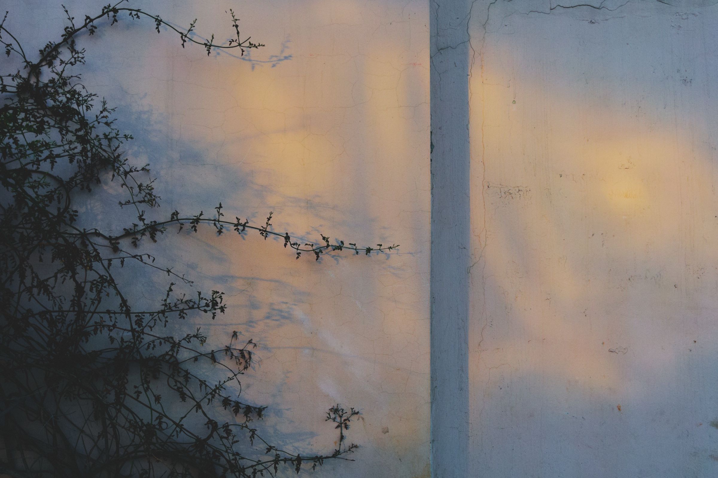 An overgrown jasmine plant climbing an old, rustic wall in Joun, its tangled branches leaning to the right as soft, shimmering light falls across the surface. The town of Joun, Lebanon, 2025.