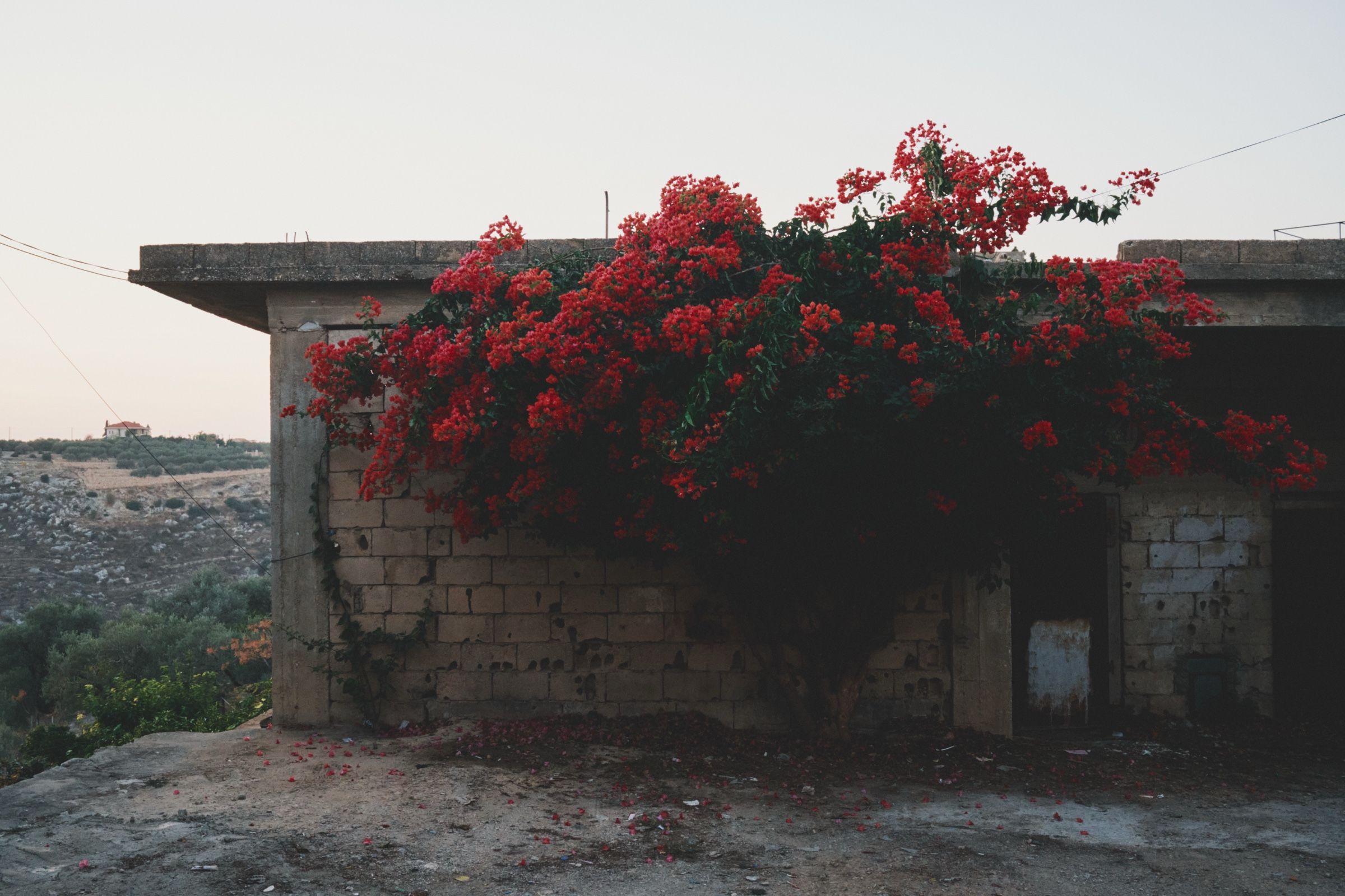 A bougainvillea tree grows in full bloom at the entrance of an abandoned house in Joun. The town of Joun, Lebanon, 2025.