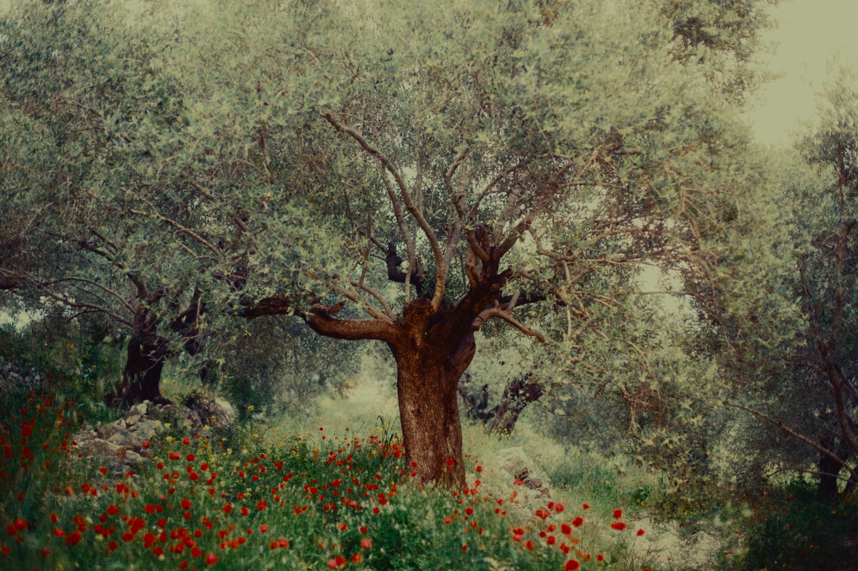 An olive tree standing in poppies. Joun, Lebanon.