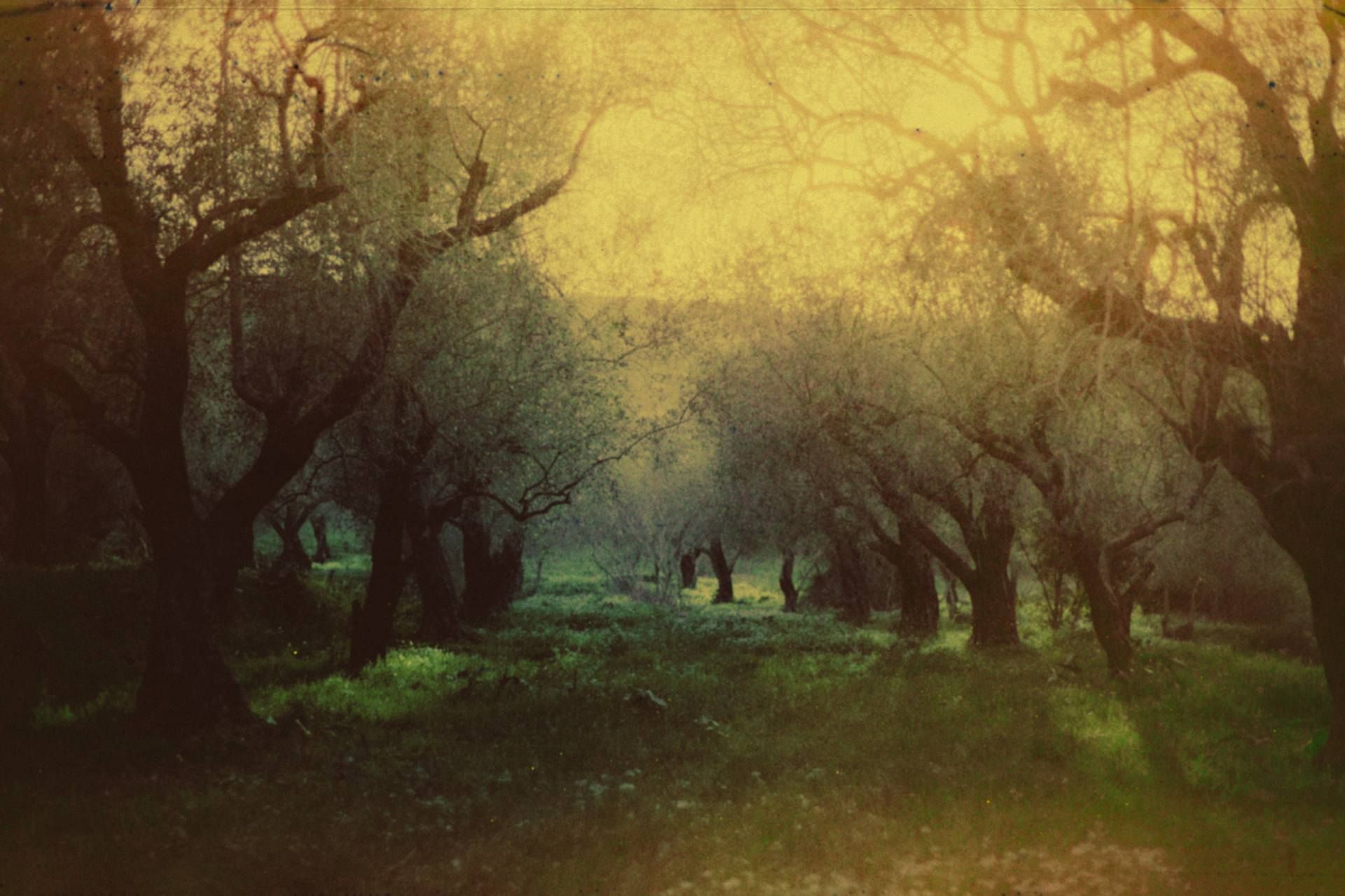 An olive grove, Joun — What Light Knows About Us